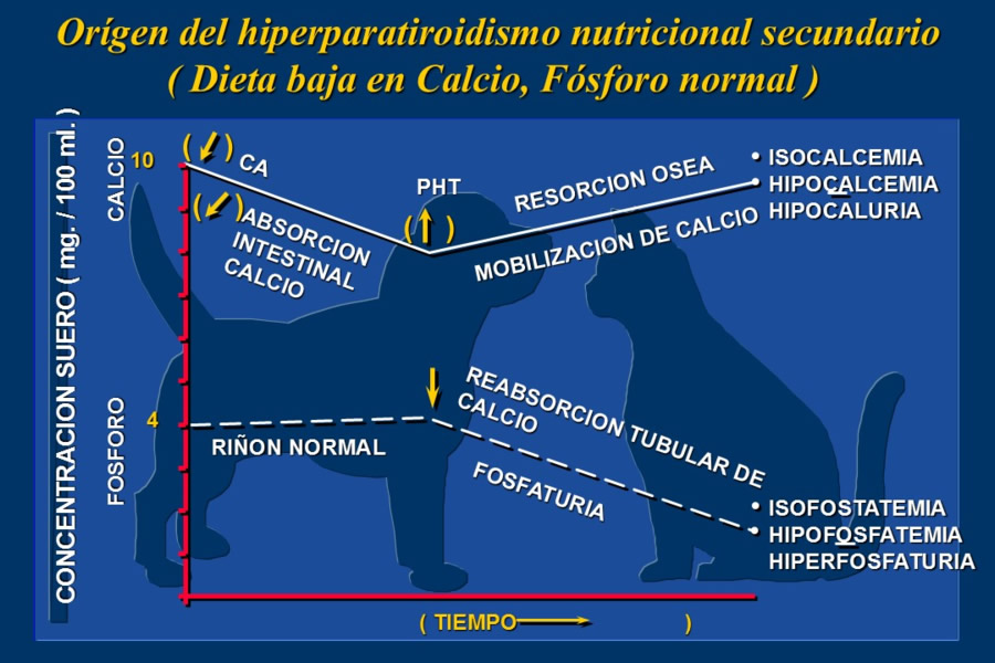 Nutricin bsica