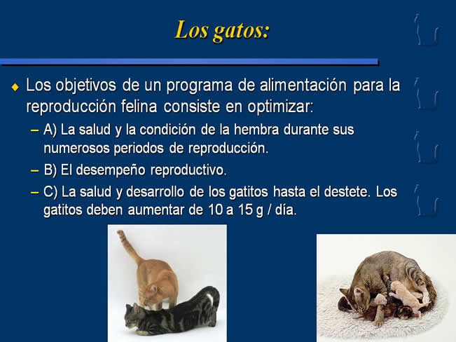 Nutricin en gatos