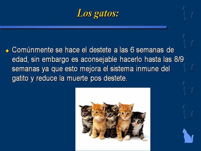 Nutricin en gatos