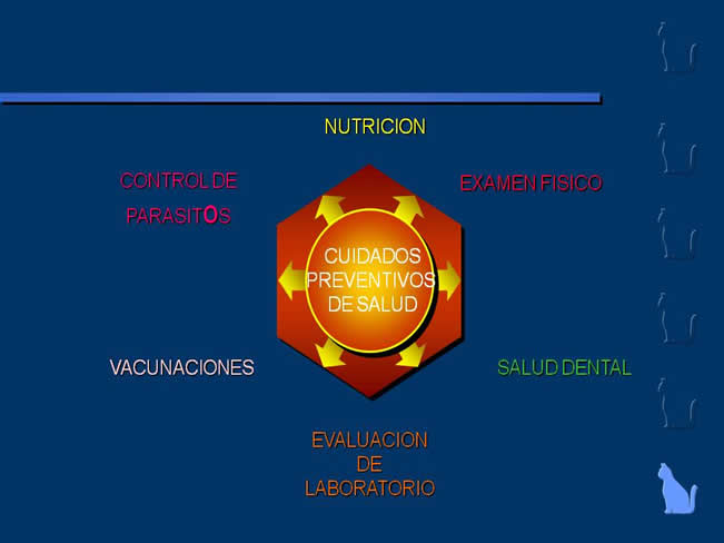 Nutricin en gatos