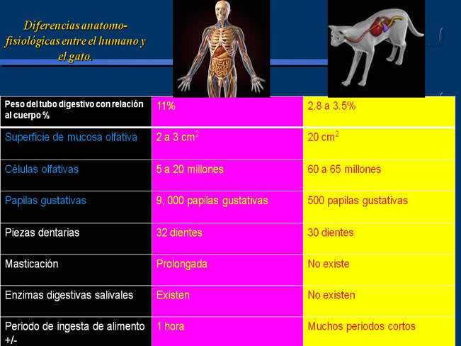 Nutricin en gatos