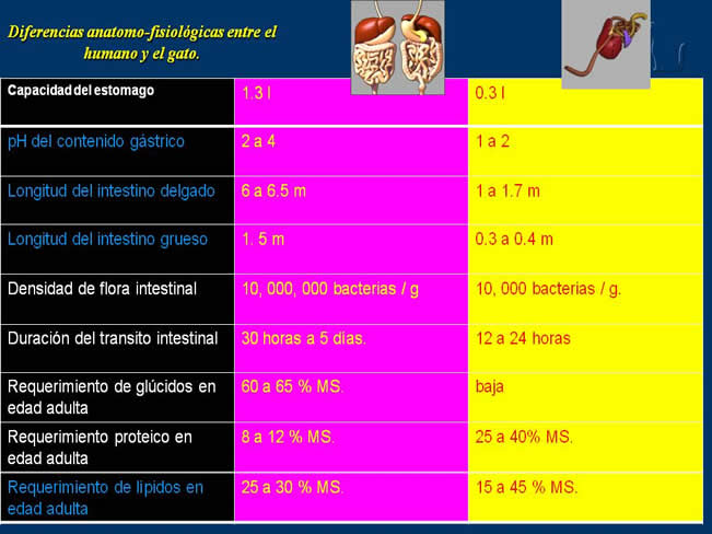 Nutricin en gatos