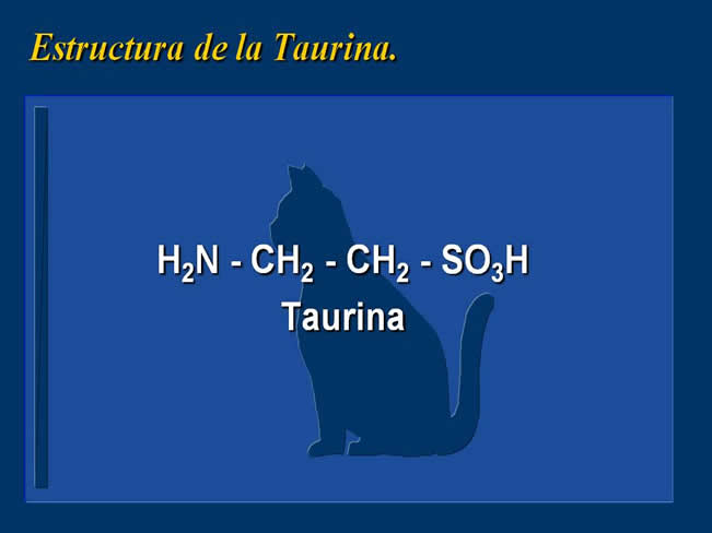 Nutricin en gatos