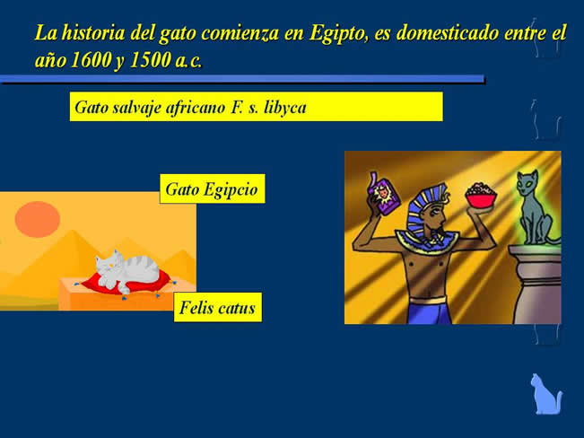 Nutricin en gatos