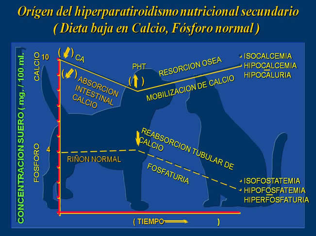 Nutricin en gatos