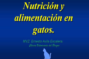 Nutricin en gatos