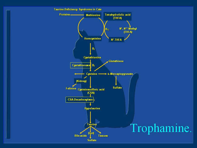 Nutricin Paraenteral Total