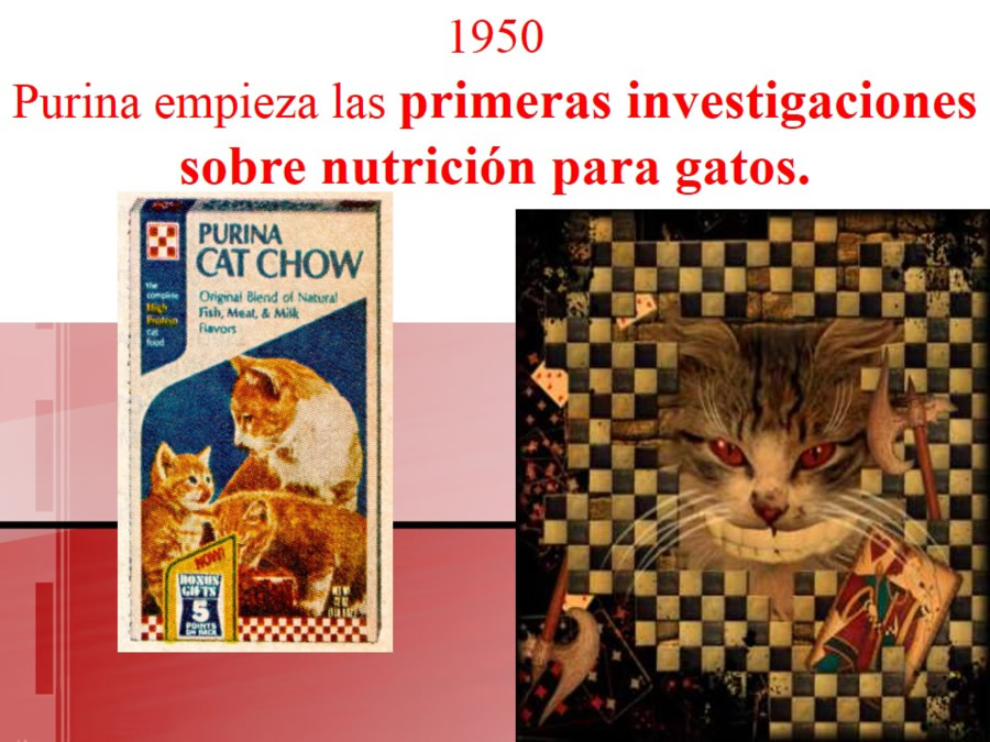 Purina, su Filosofa