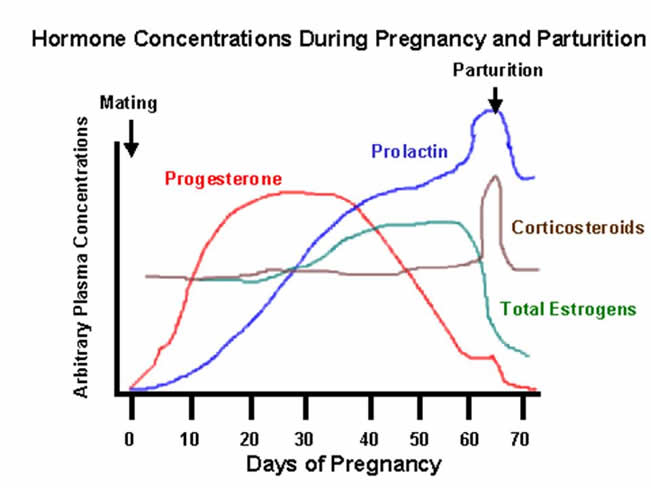 Reproduccin