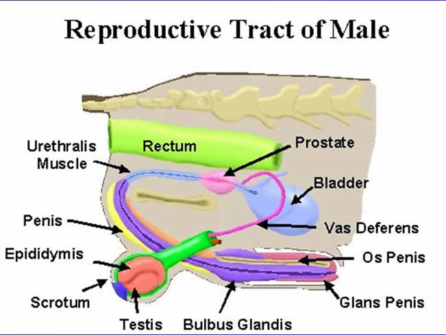 Reproduccin