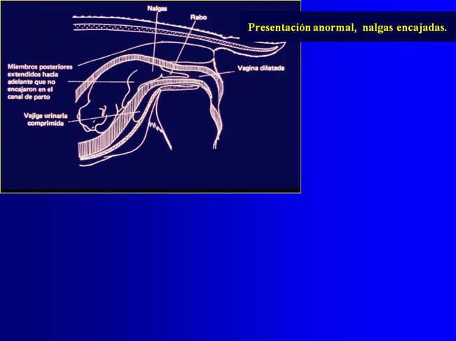 Reproduccin