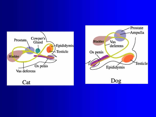 Reproduccin