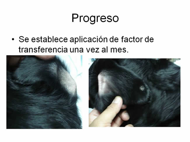 Factor de Transferencia Dermatologa