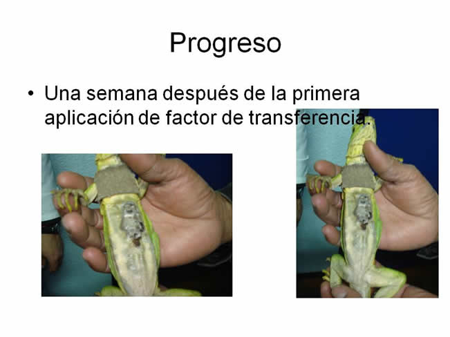 Factor de Transferencia Dermatologa