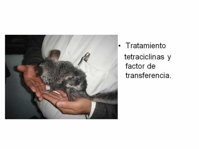 Factor de Transferencia Dermatologa