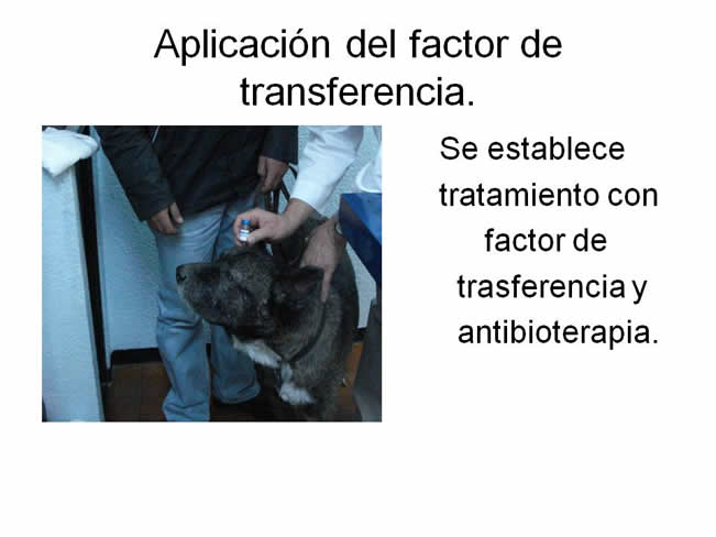 Factor de Transferencia Dermatologa