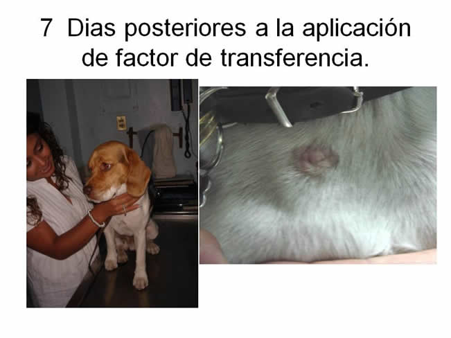 Factor de Transferencia Dermatologa