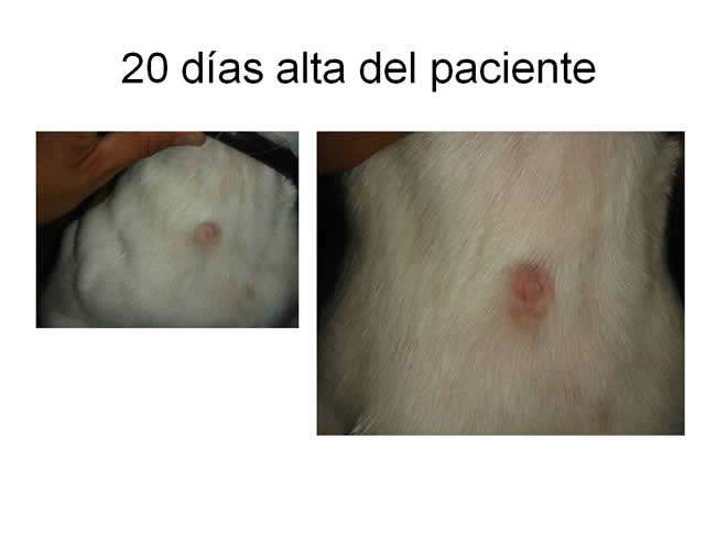 Factor de Transferencia Dermatologa