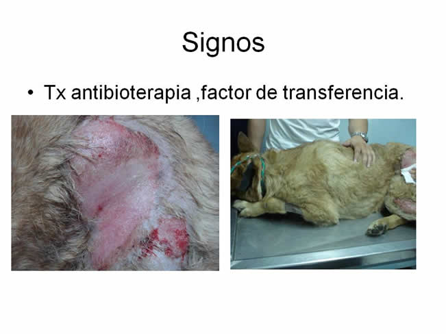 Factor de Transferencia Dermatologa