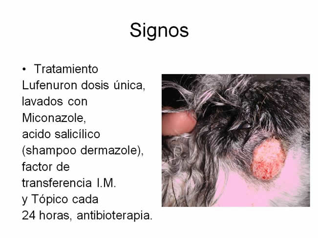 Factor de Transferencia Dermatologa