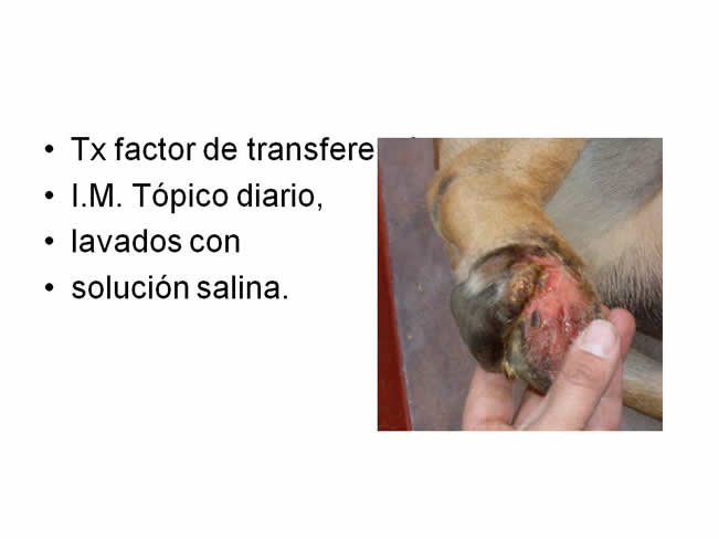 Factor de Transferencia Dermatologa