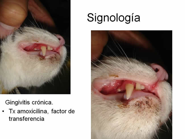 Factor de Transferencia Enfermedades virales