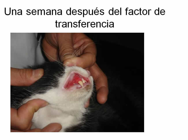 Factor de Transferencia Enfermedades virales