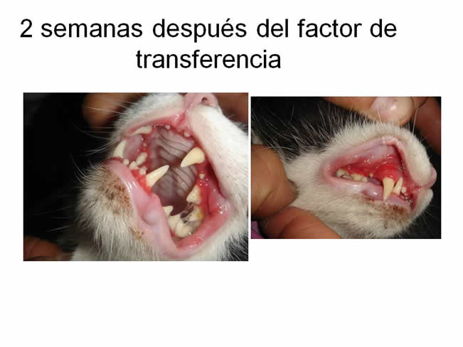 Factor de Transferencia Enfermedades virales