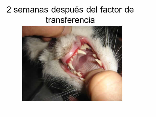 Factor de Transferencia Enfermedades virales