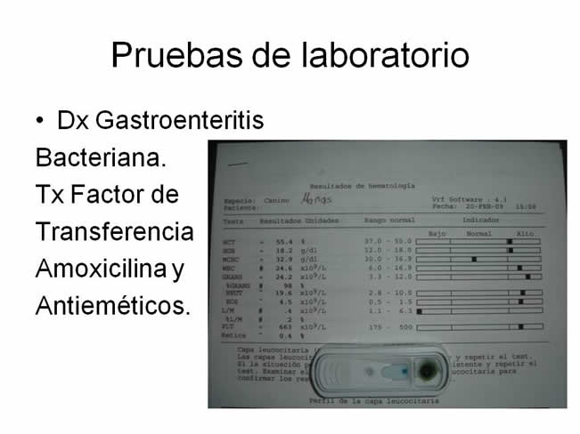 Factor de Transferencia Enfermedades virales