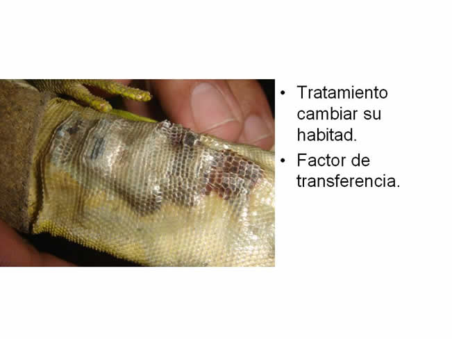 Factor de Transferencia Casos Clnicos (completos)