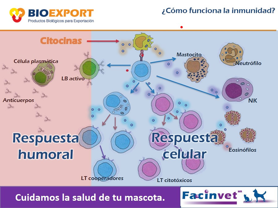 Antecedentes y uso del Factor de Transferencia de cocodrilo