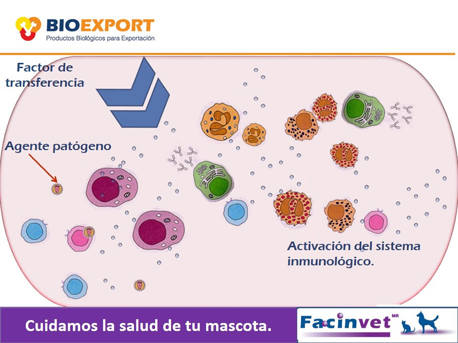 Antecedentes y uso del Factor de Transferencia de cocodrilo