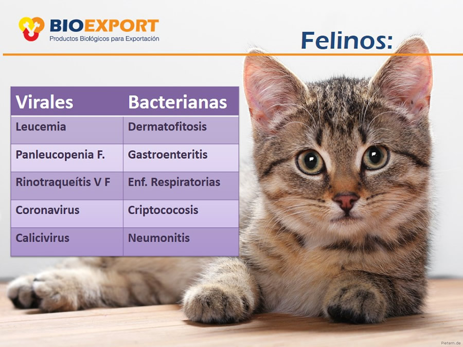 Antecedentes y uso del Factor de Transferencia de cocodrilo