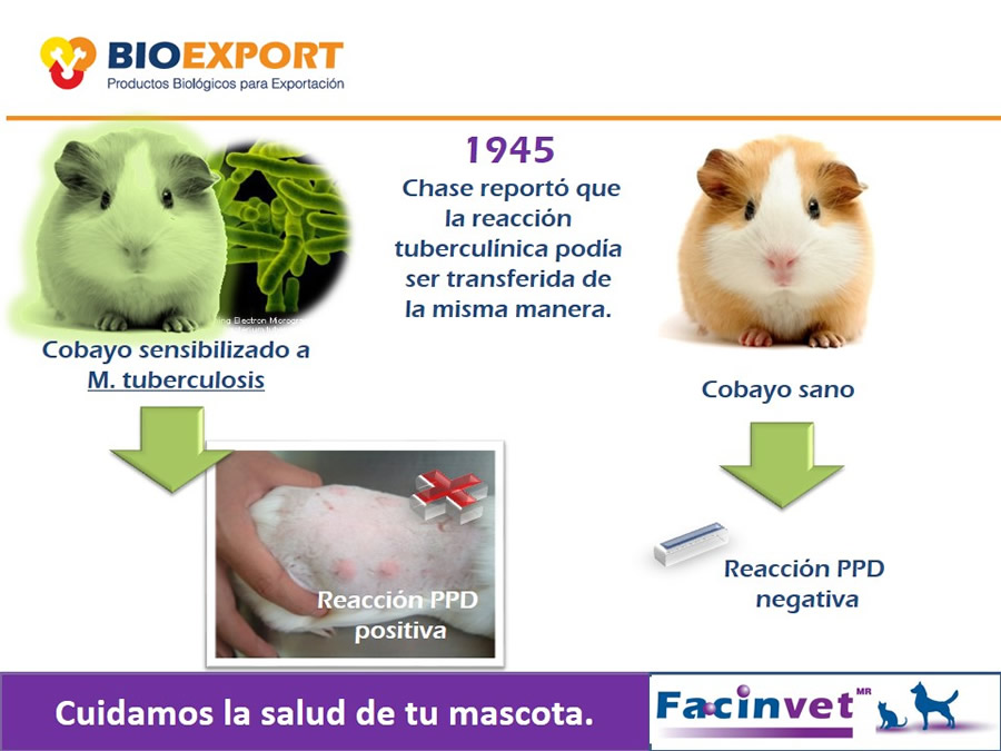 Antecedentes y uso del Factor de Transferencia de cocodrilo