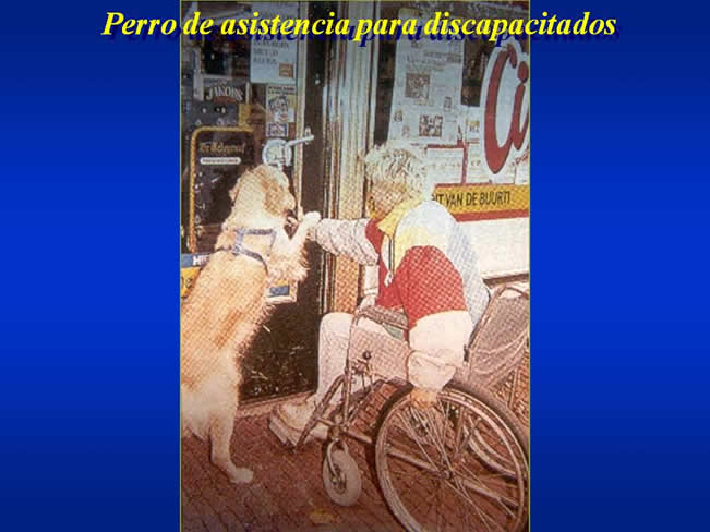 Interaccin Humano-Animal