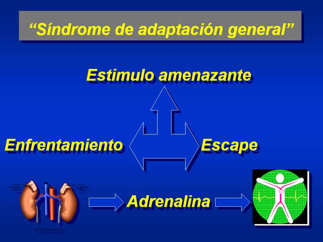 Interaccin Humano-Animal