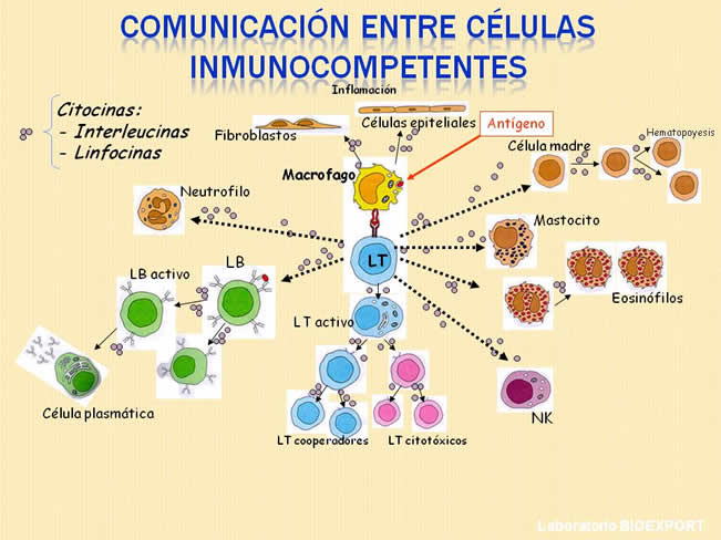 Qu es el factor de Transferencia?