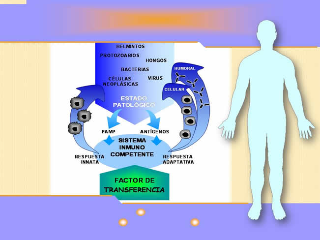 Qu es el factor de Transferencia?