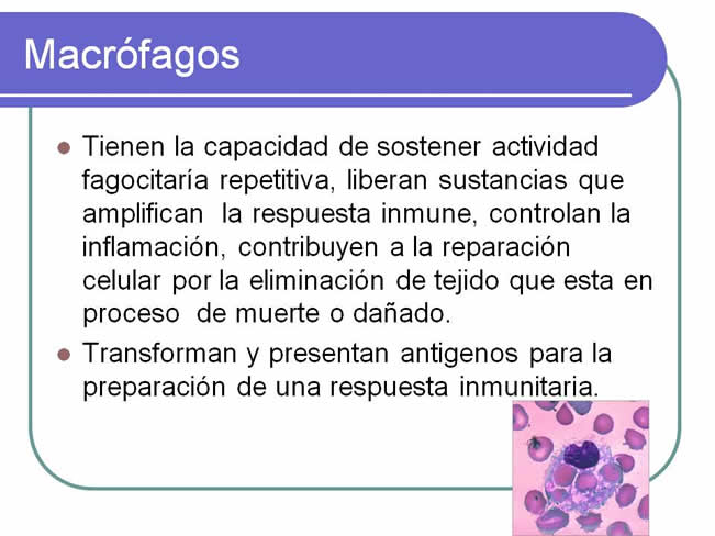 Sistema inmune