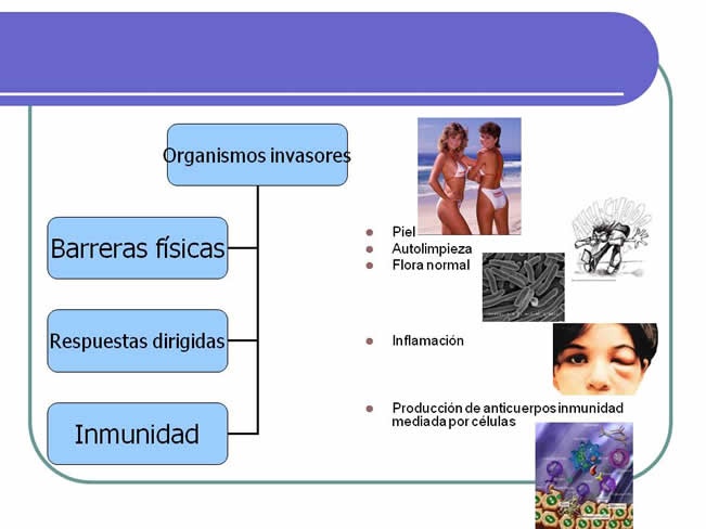 Sistema inmune