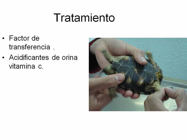 Factor de Transferencia Varios 